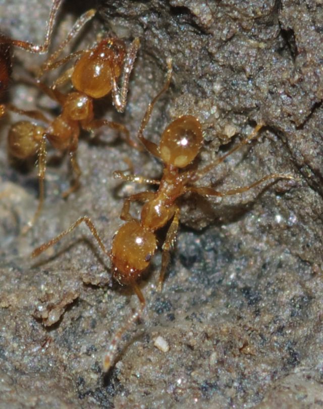 Pheidole pallidula scure